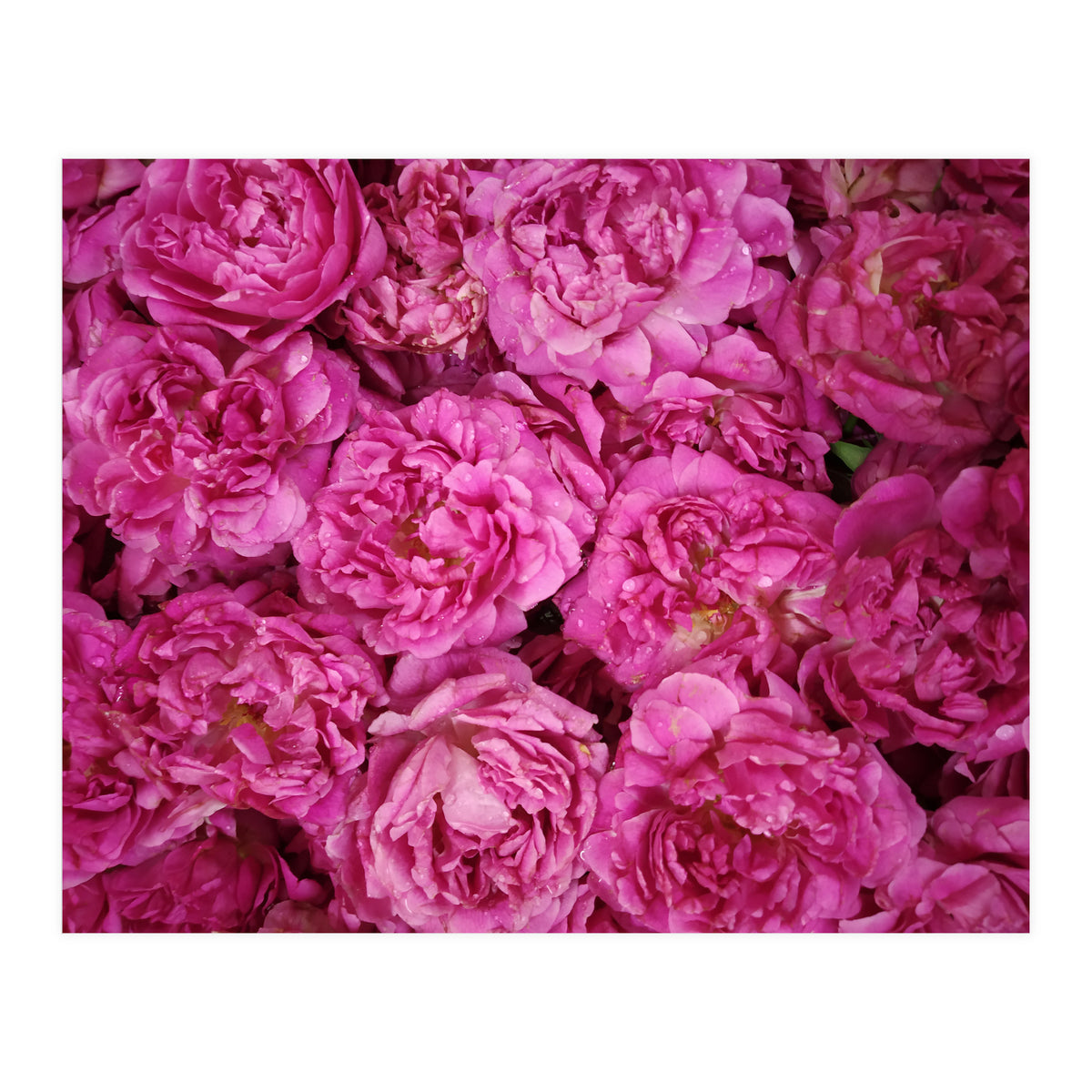 Rose Garden  (Print Only)