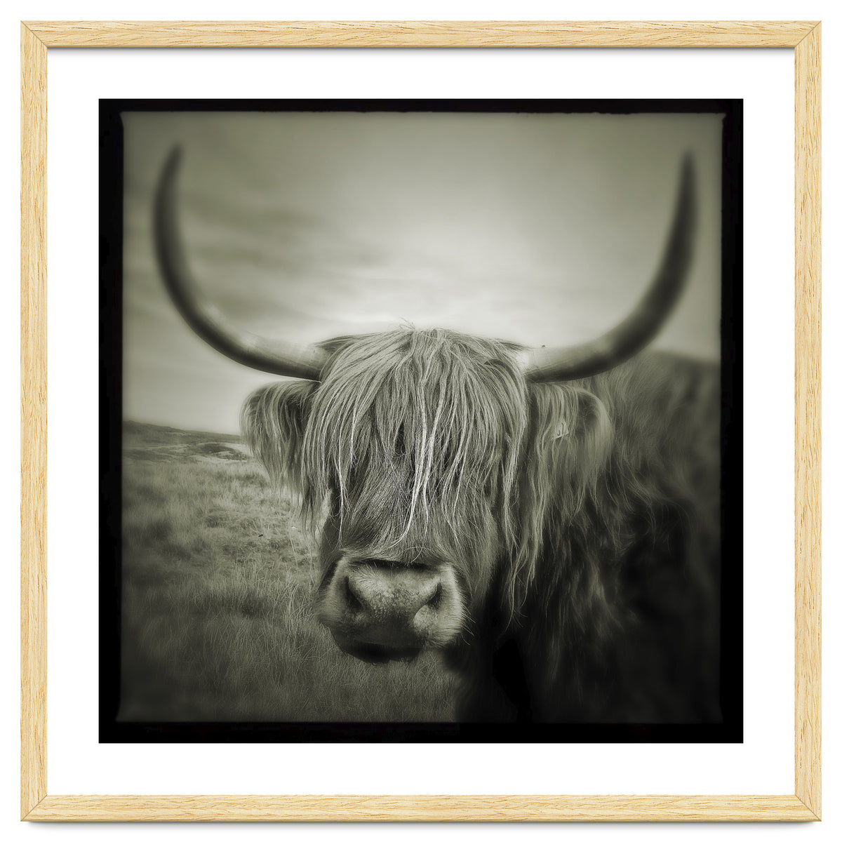 Elgol Cow
