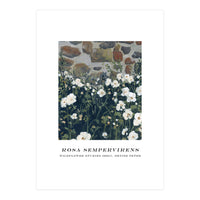 Rosa Sempervirens  (Print Only)