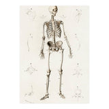 Human skeleton illustrated (Print Only) thumbnail