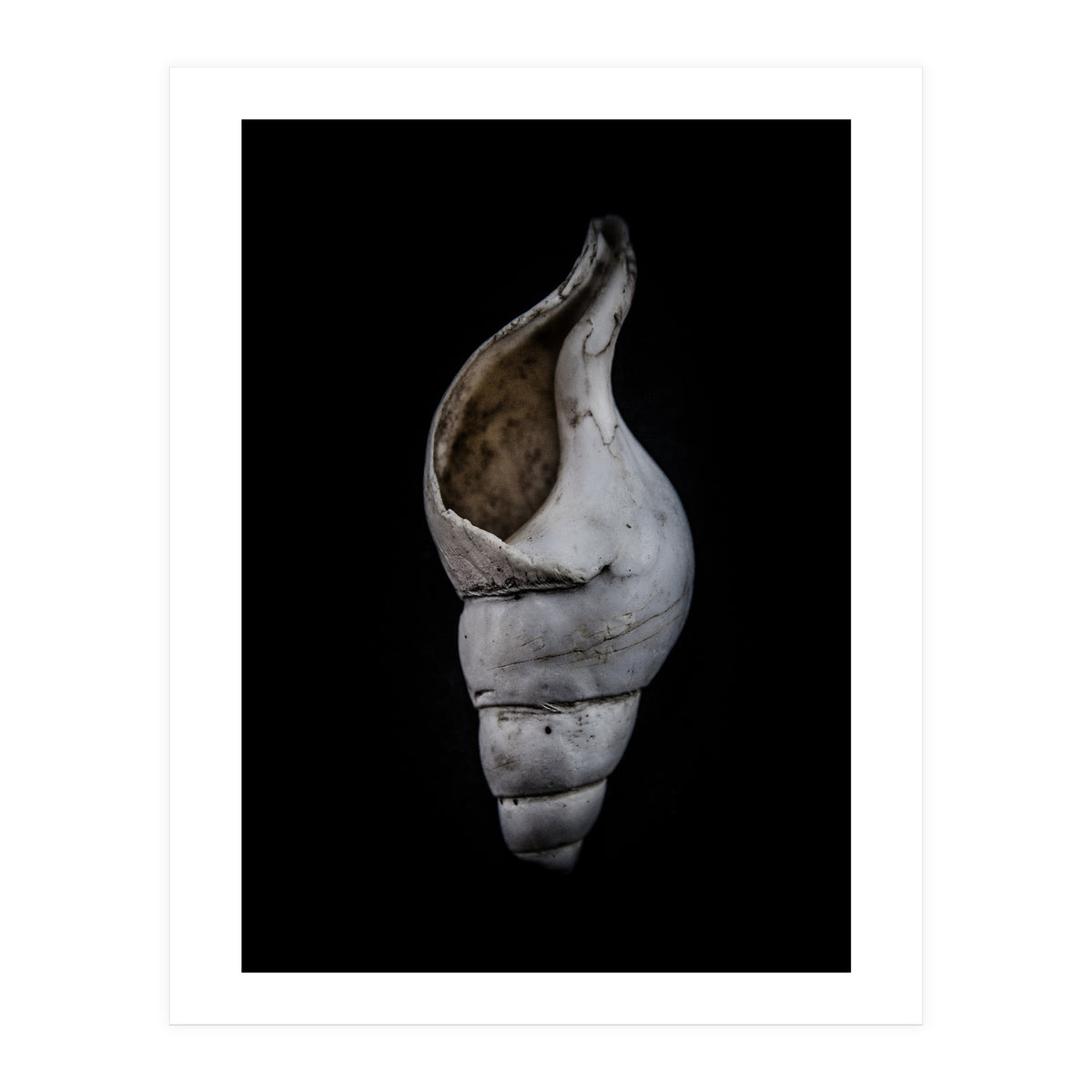 Shells No 12 Color Version (Print Only)