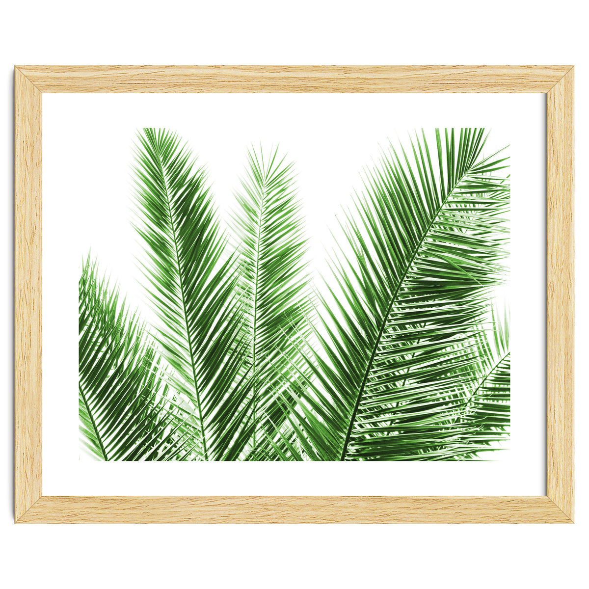 Palm Leaves