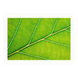 Autumn Leaf (Print Only) thumbnail