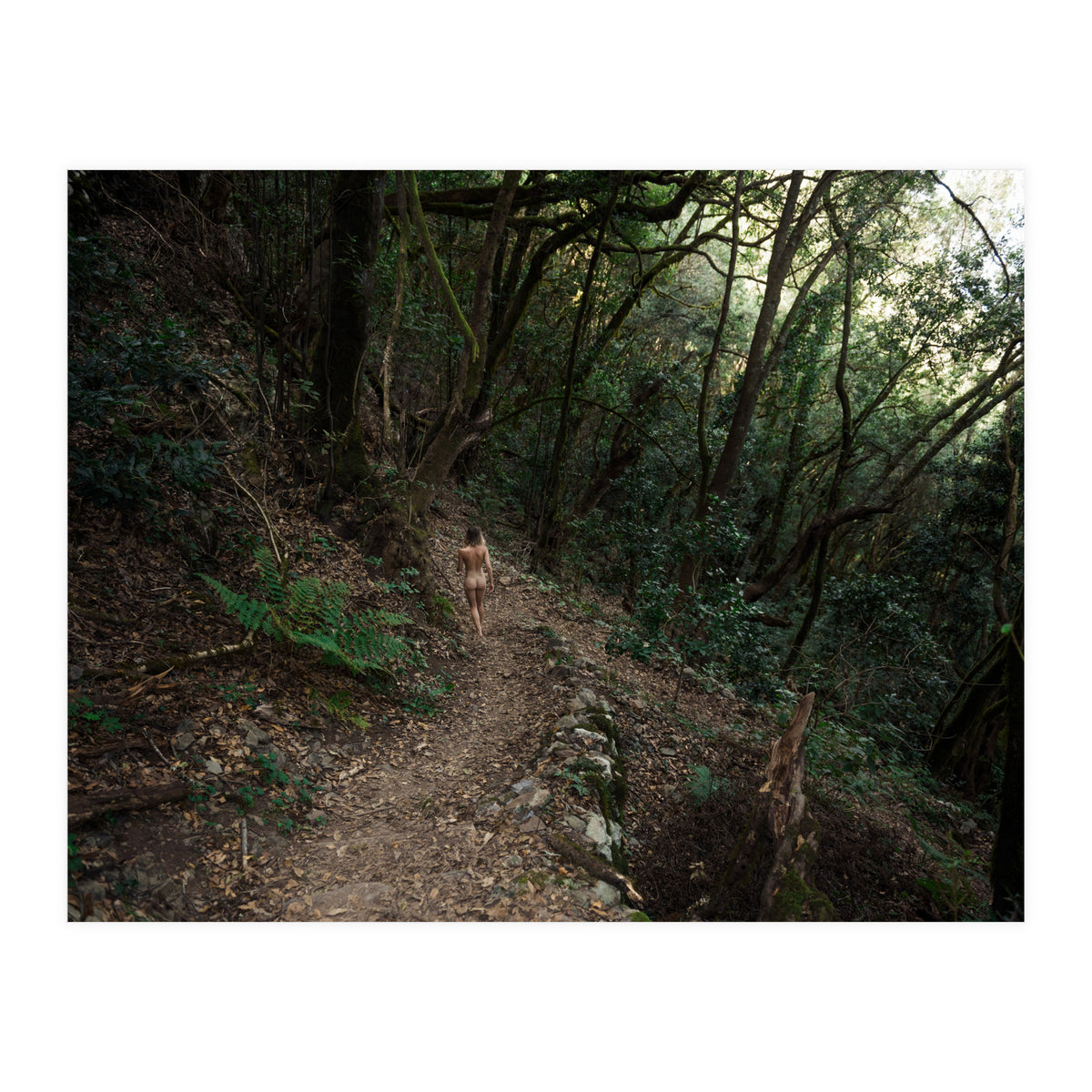 Wild Wild Woods (Print Only)