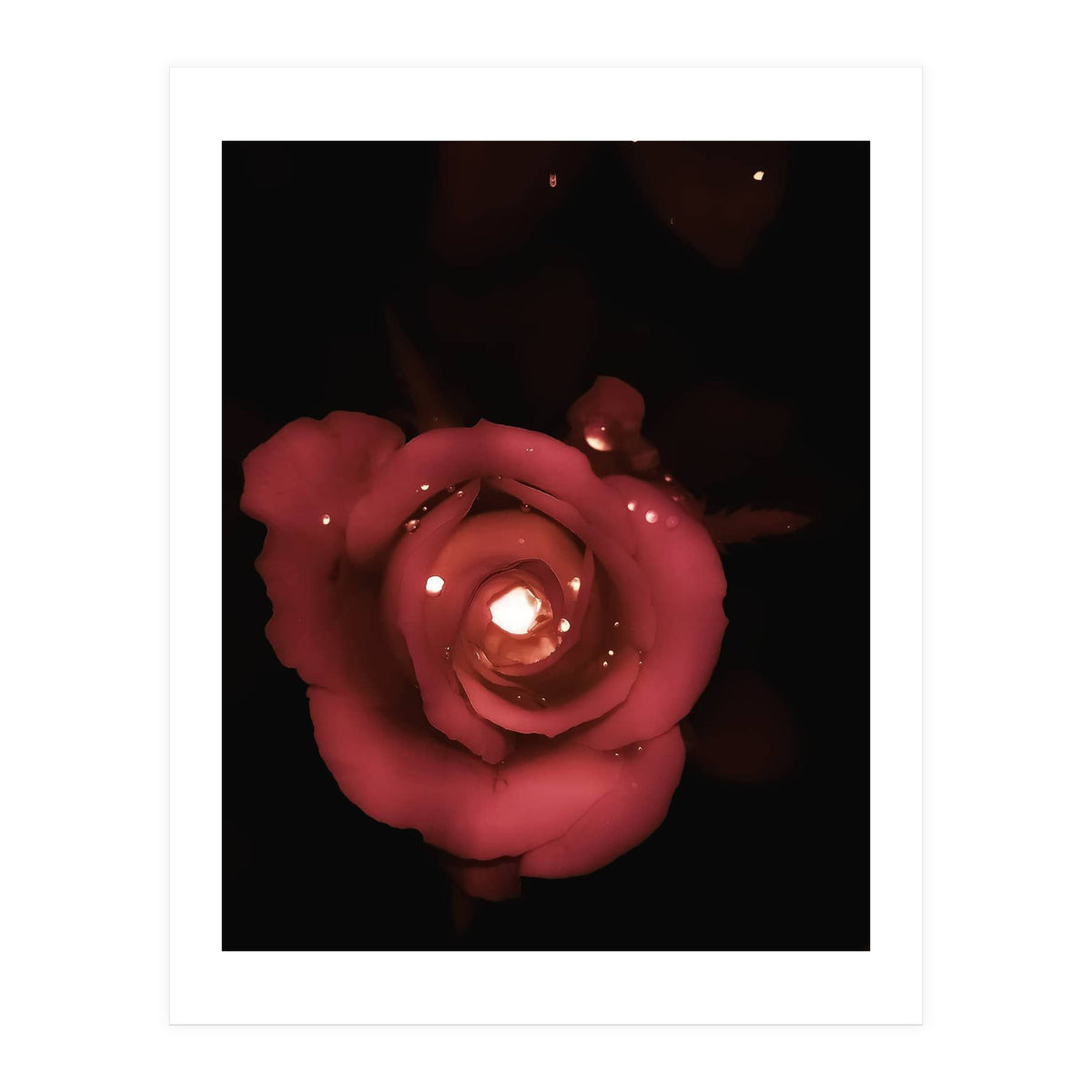 Lighting Rose (Print Only)