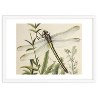 Dragonfly Vintage Illustration