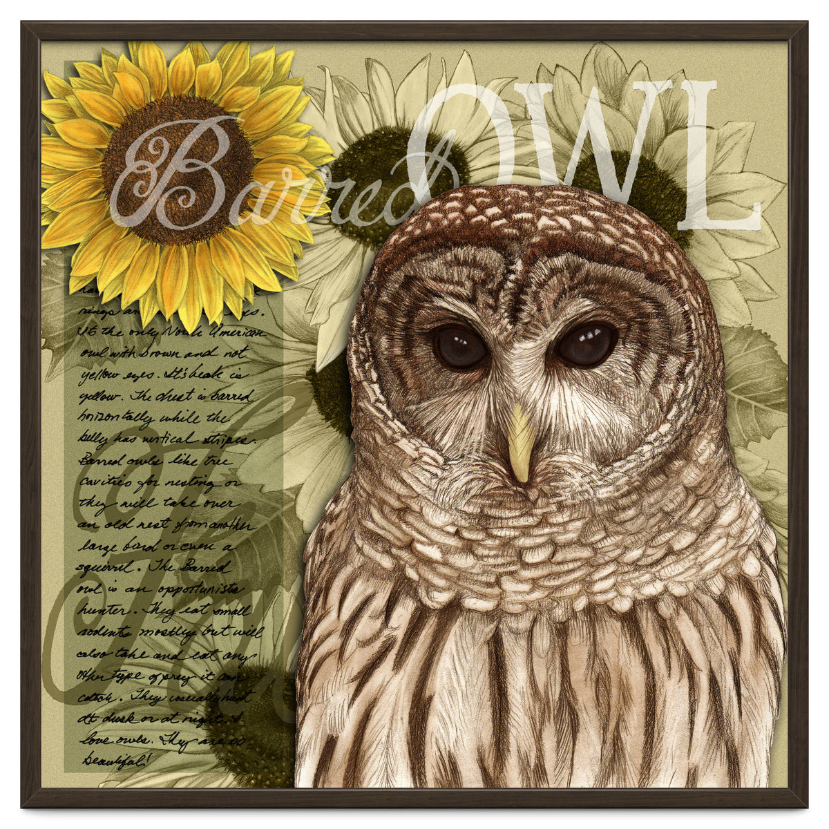 Sunflowers and Barred Owl