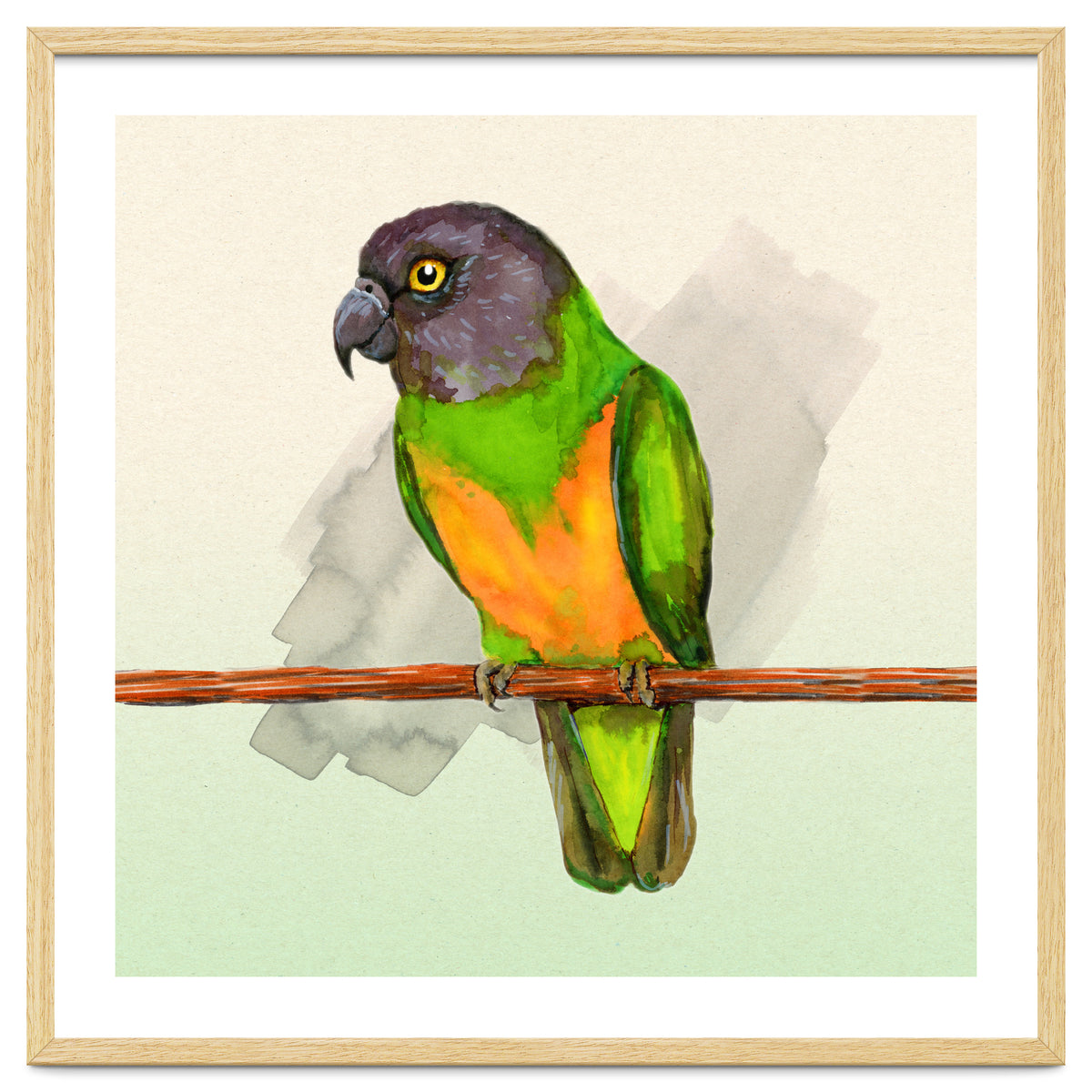 Senegal parrot watercolor
