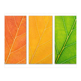 Autumn Leaves (Print Only) thumbnail