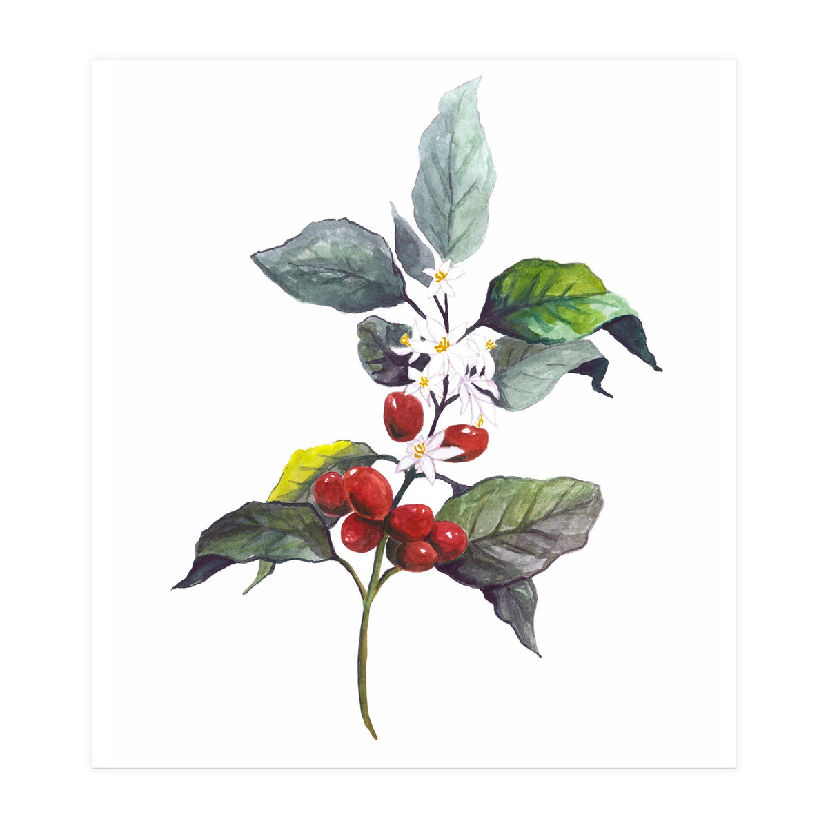 1 Botanical Illustration Kaffee Pflanze (Print Only)