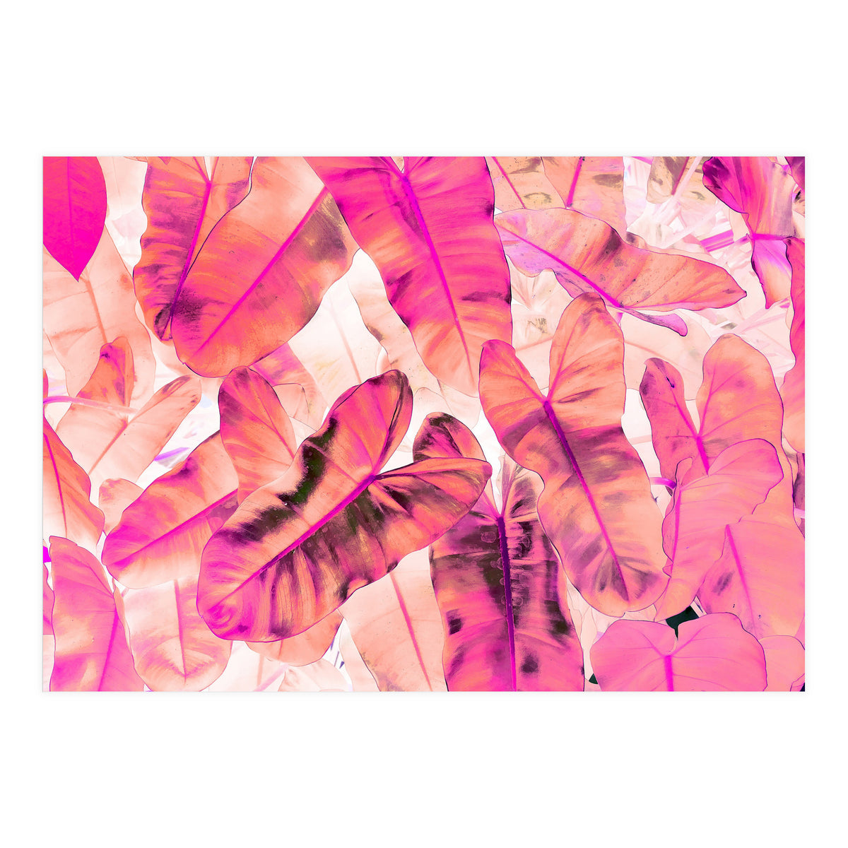 Pink Nirvana (Print Only)