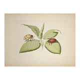 Vintage Ladybirds Illustration (Print Only) thumbnail