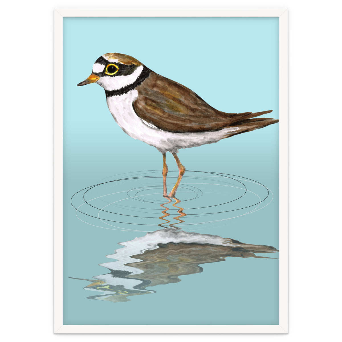 Little ringed  plover