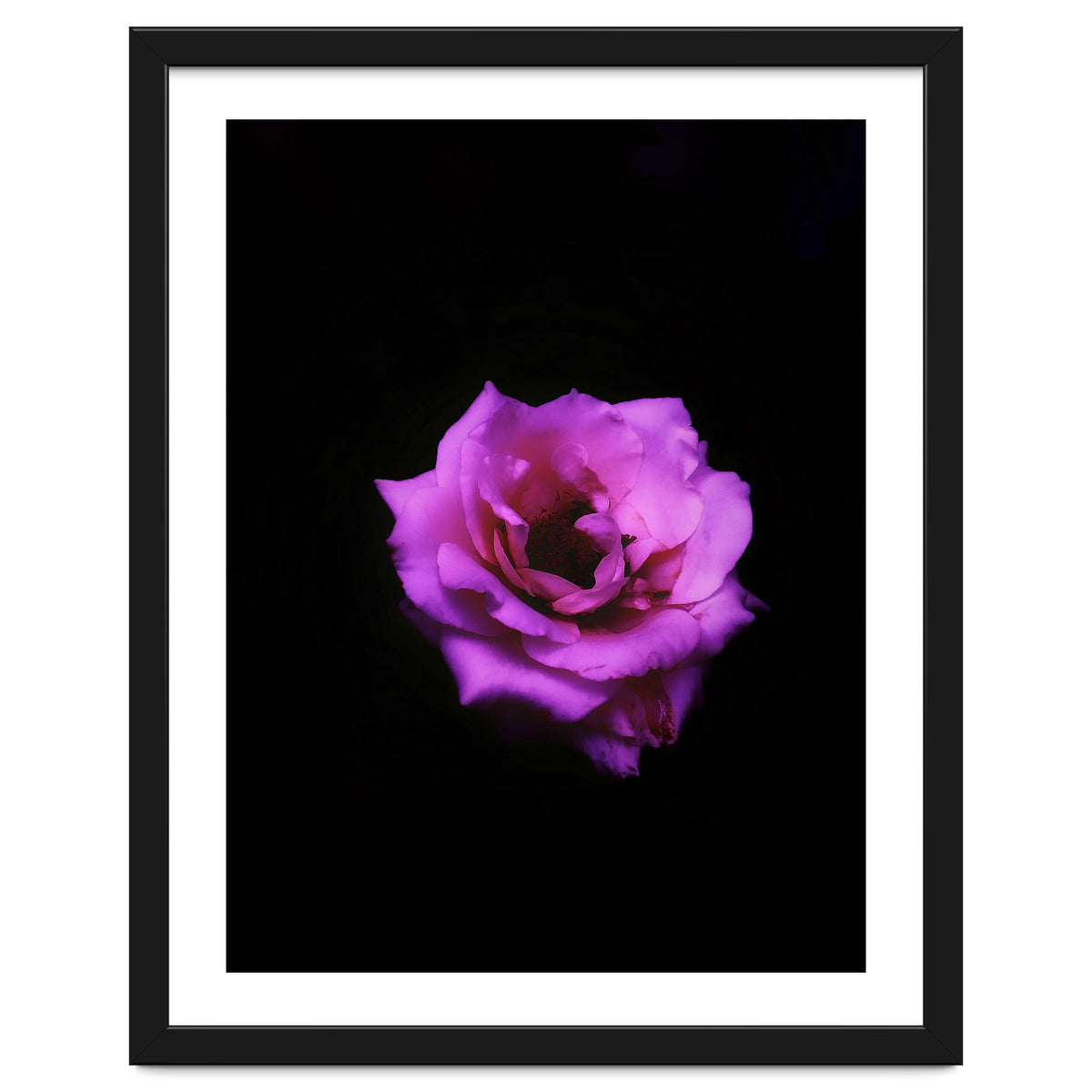 PINK ROSE IN DARK SPACE