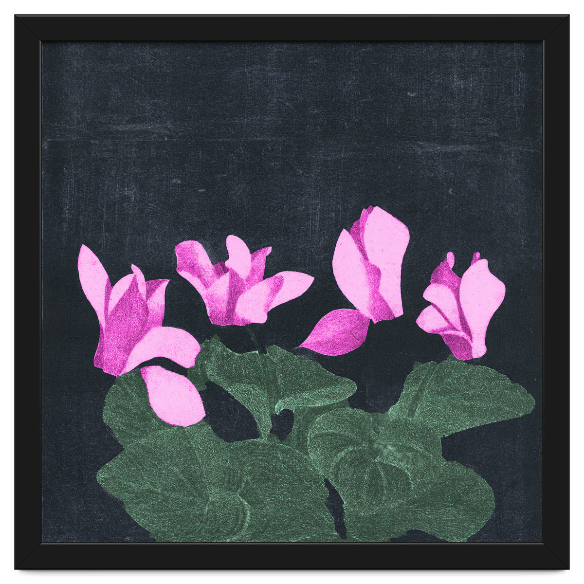 Cyclamen