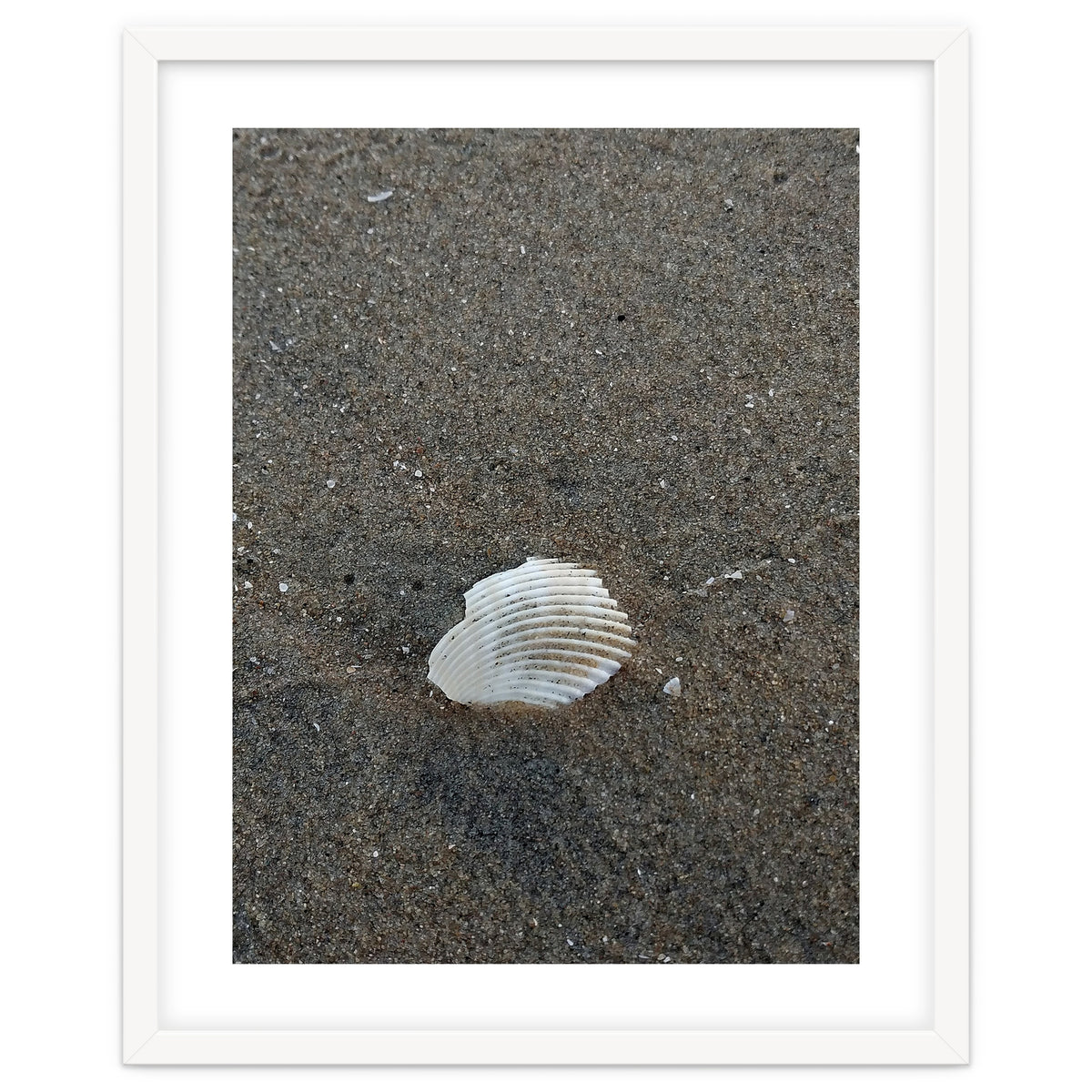 Shell in Sea Shore
