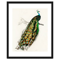 Indian peafowl illustrated