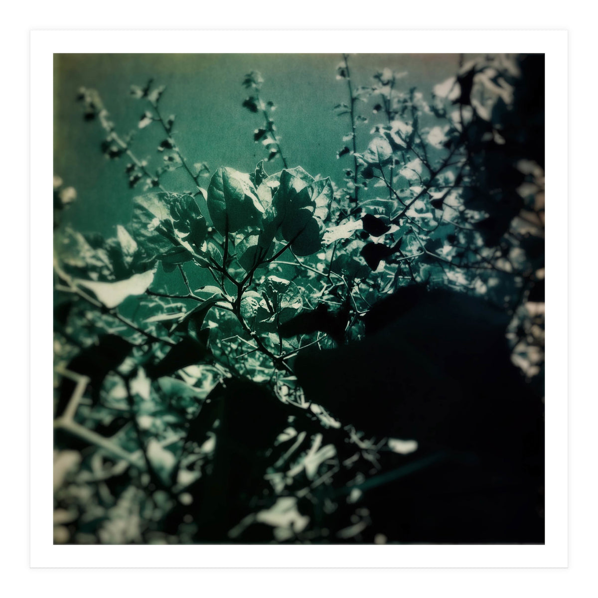 GREEN POEM (Print Only)