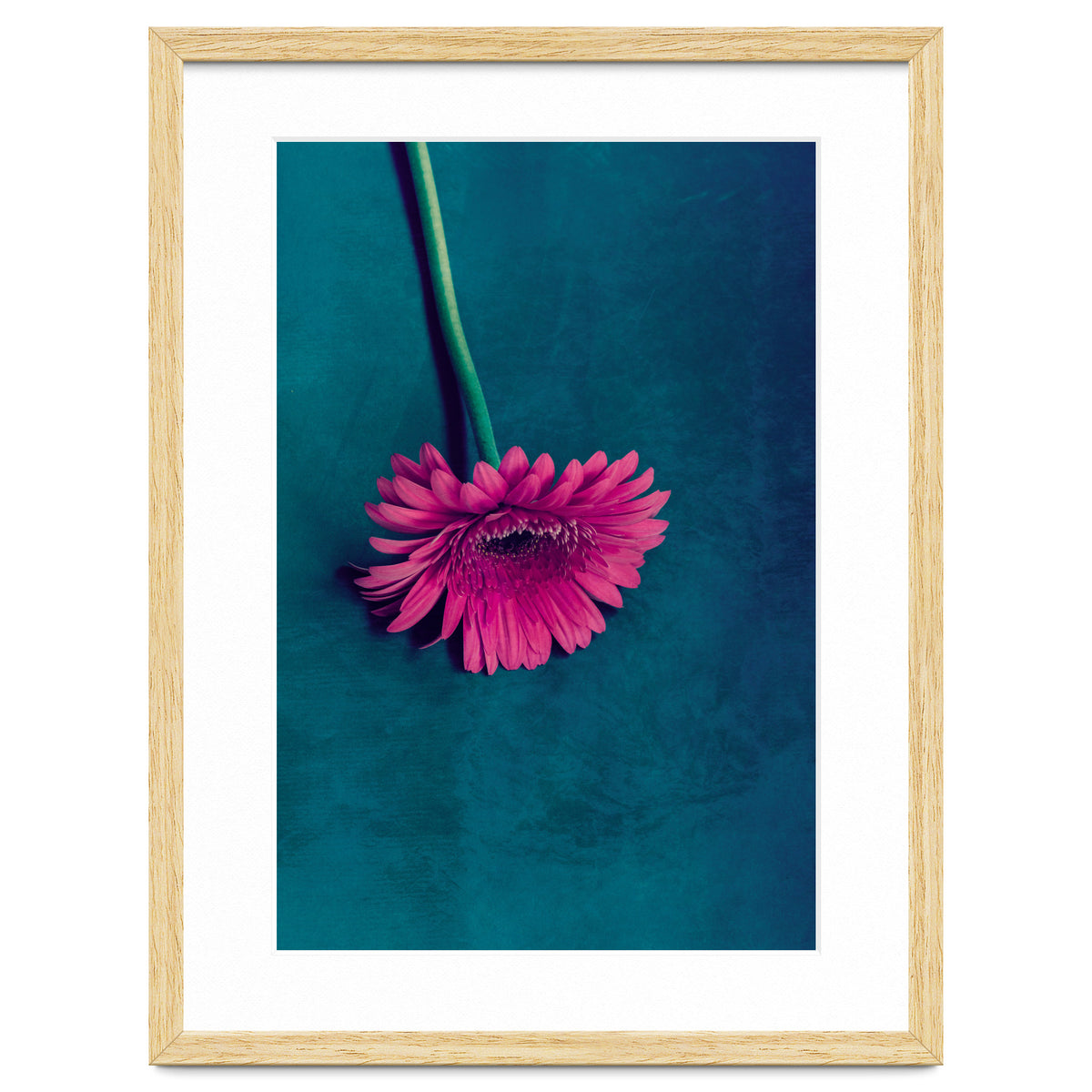 Gerbera for love
