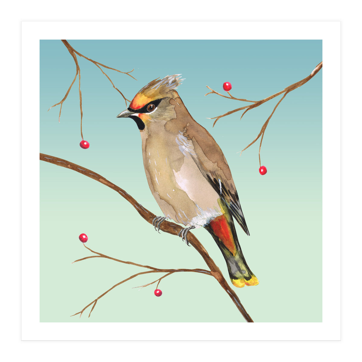 Bohemian waxwing (Print Only)