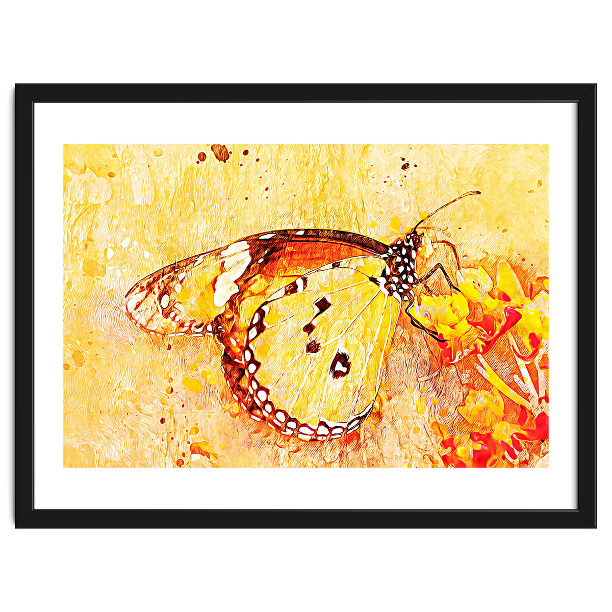 Butterfly On Aclepias