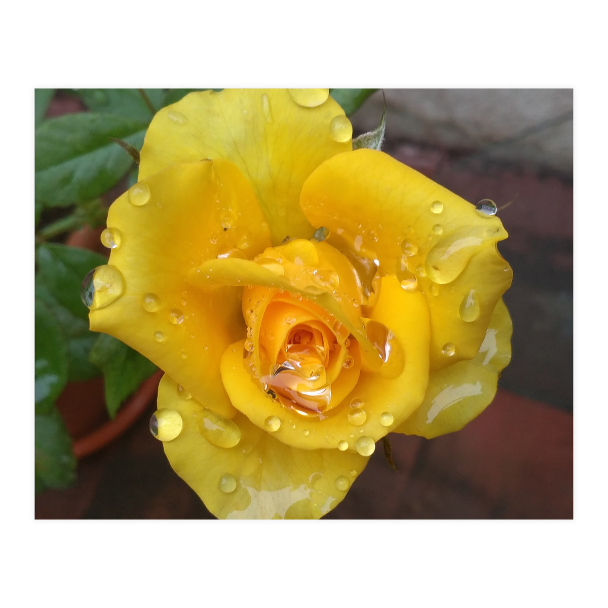 Yellow Rose with Dew Drops (Print Only)