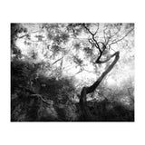 forgetting (Print Only) thumbnail