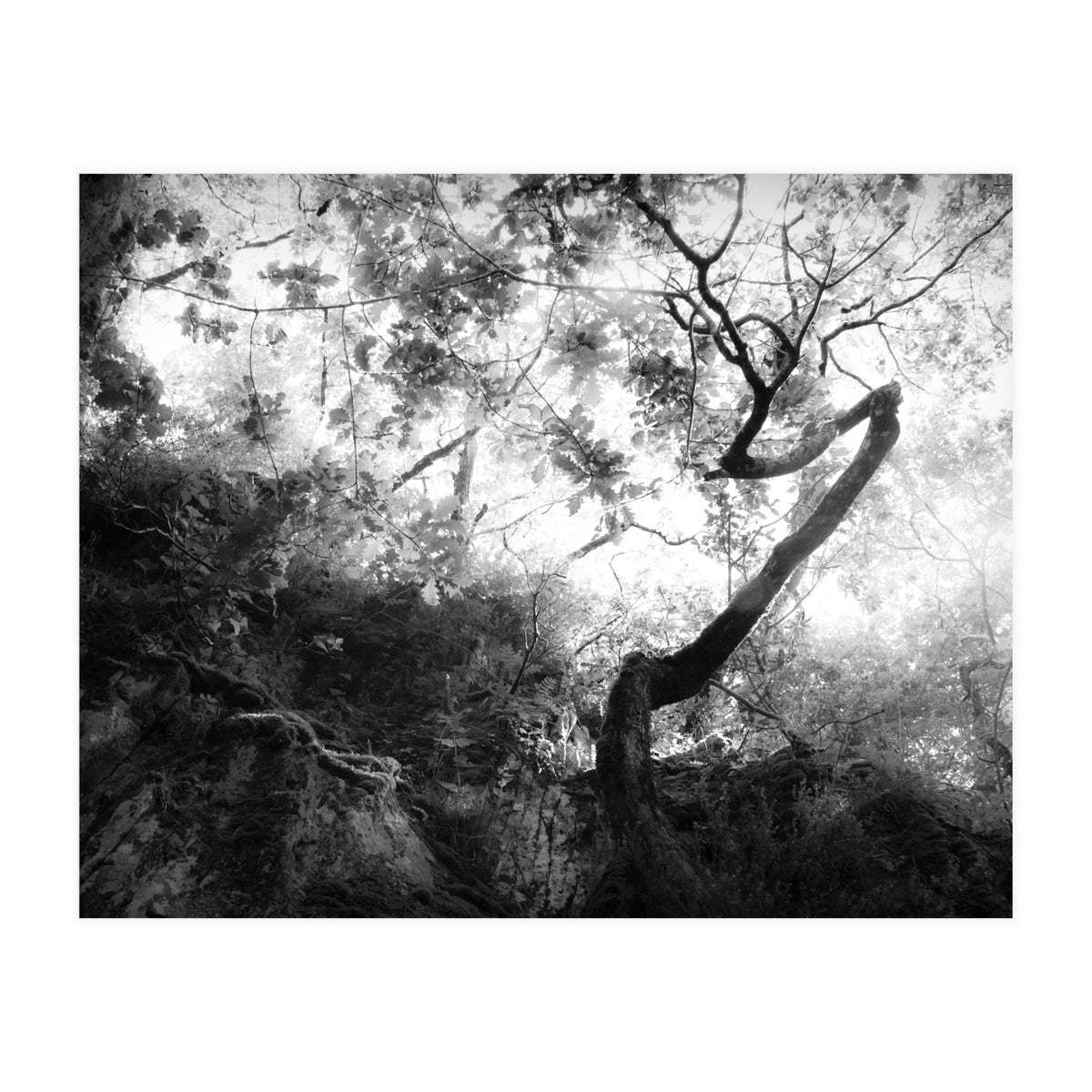 forgetting (Print Only)