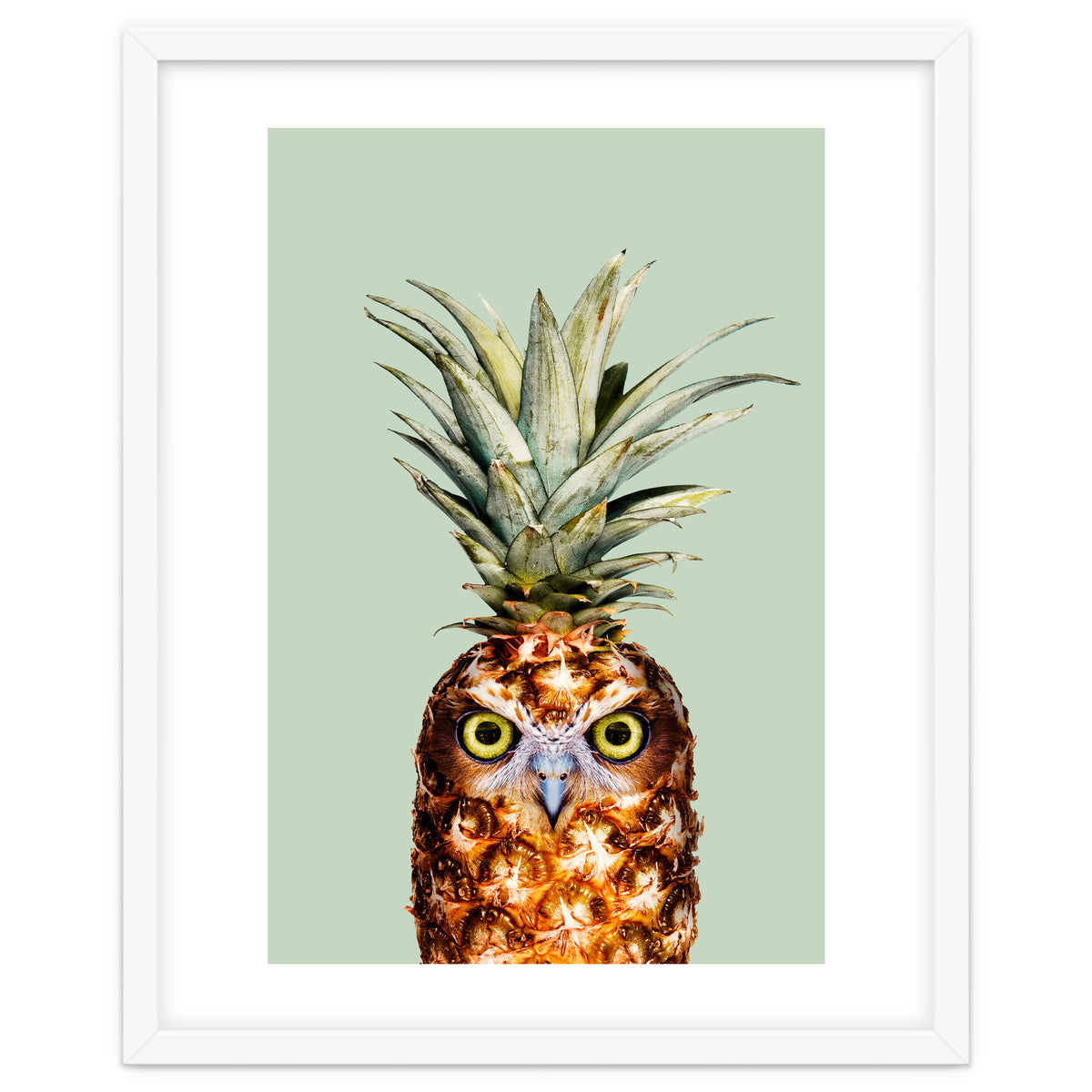 Pineapple Owl