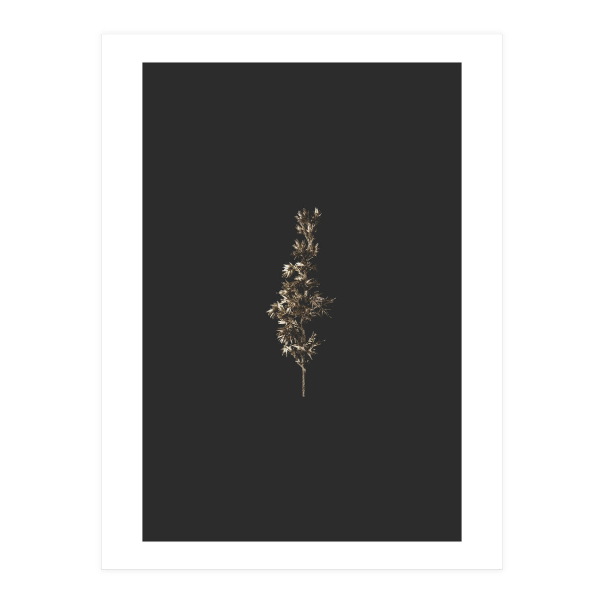 Gold Rush Botanicals (Print Only)