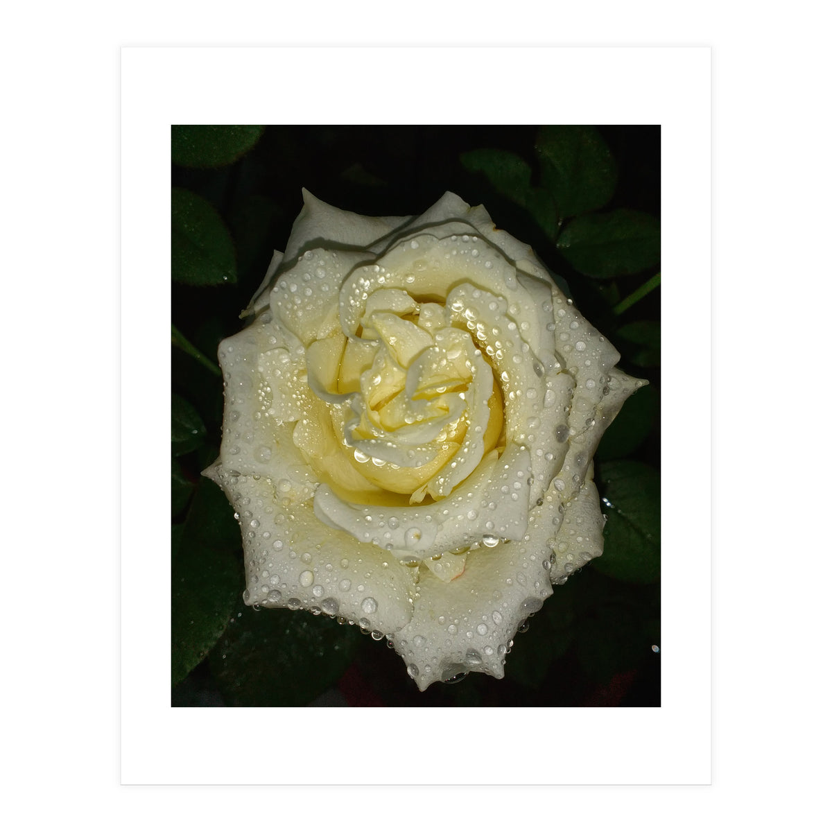 Floribunda Rose (Print Only)