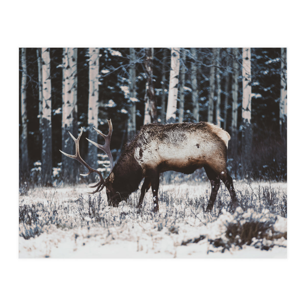 animal print (Print Only)