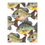 Lake Sunfish (Print Only) thumbnail