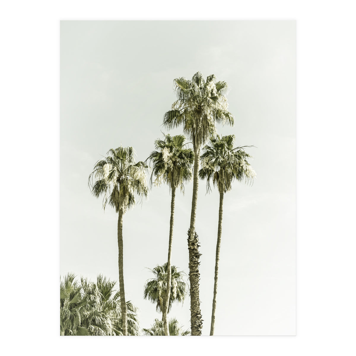 Palm Trees Summertime  (Print Only)