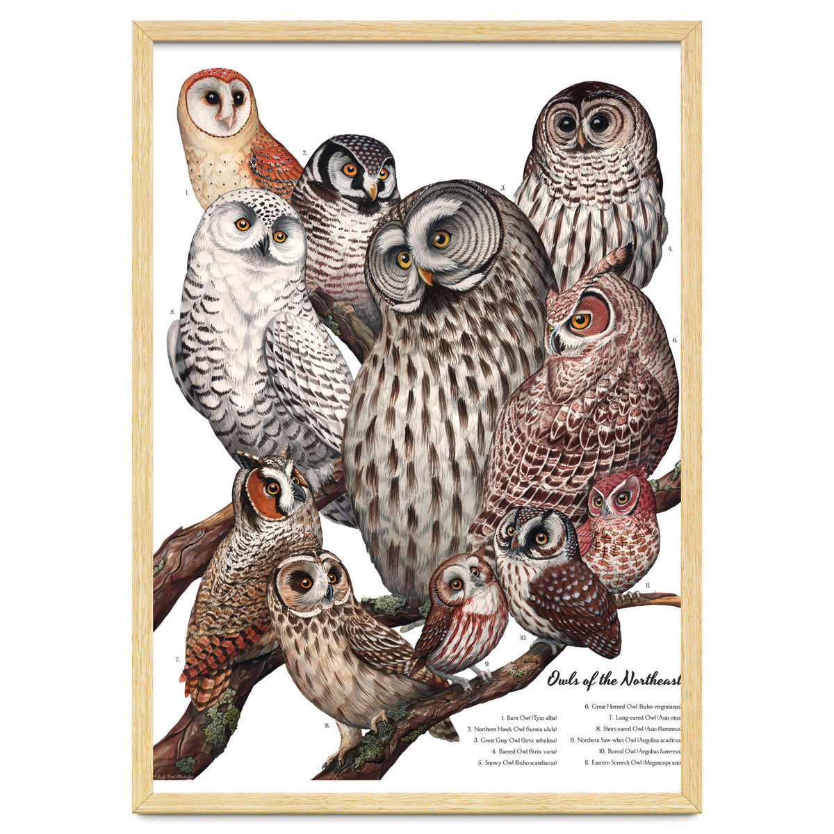 Owls Of The Northeast