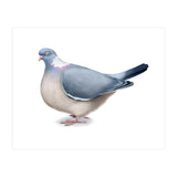 Wood Pigeon (Print Only) thumbnail