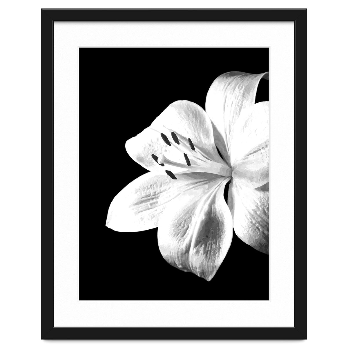 White Lily Black Background