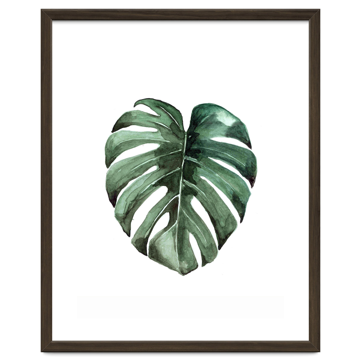 Botanical Illustration Monstera Deliciosa