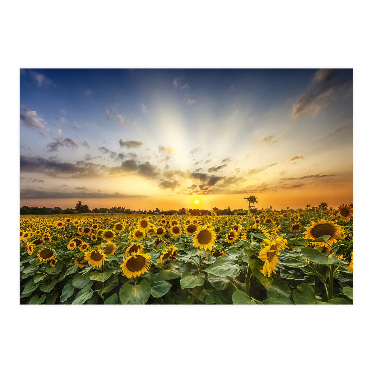 Sunflower field in the evening  (Print Only)