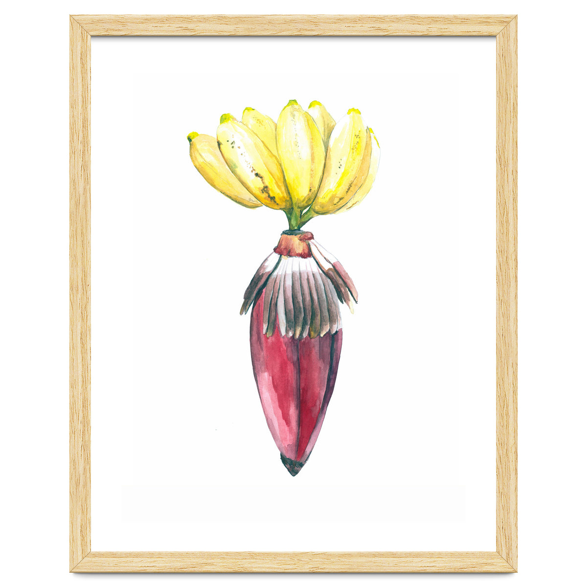 Botanical Illustration Banana