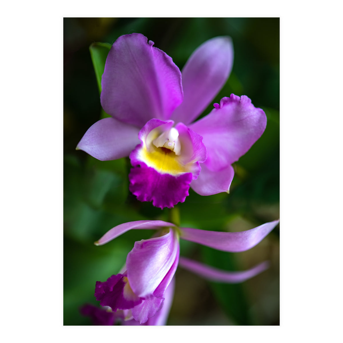 Cattleya Orchidee (Print Only)