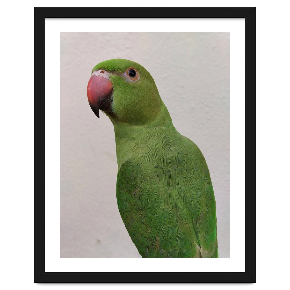 Cute Indian Parakeet