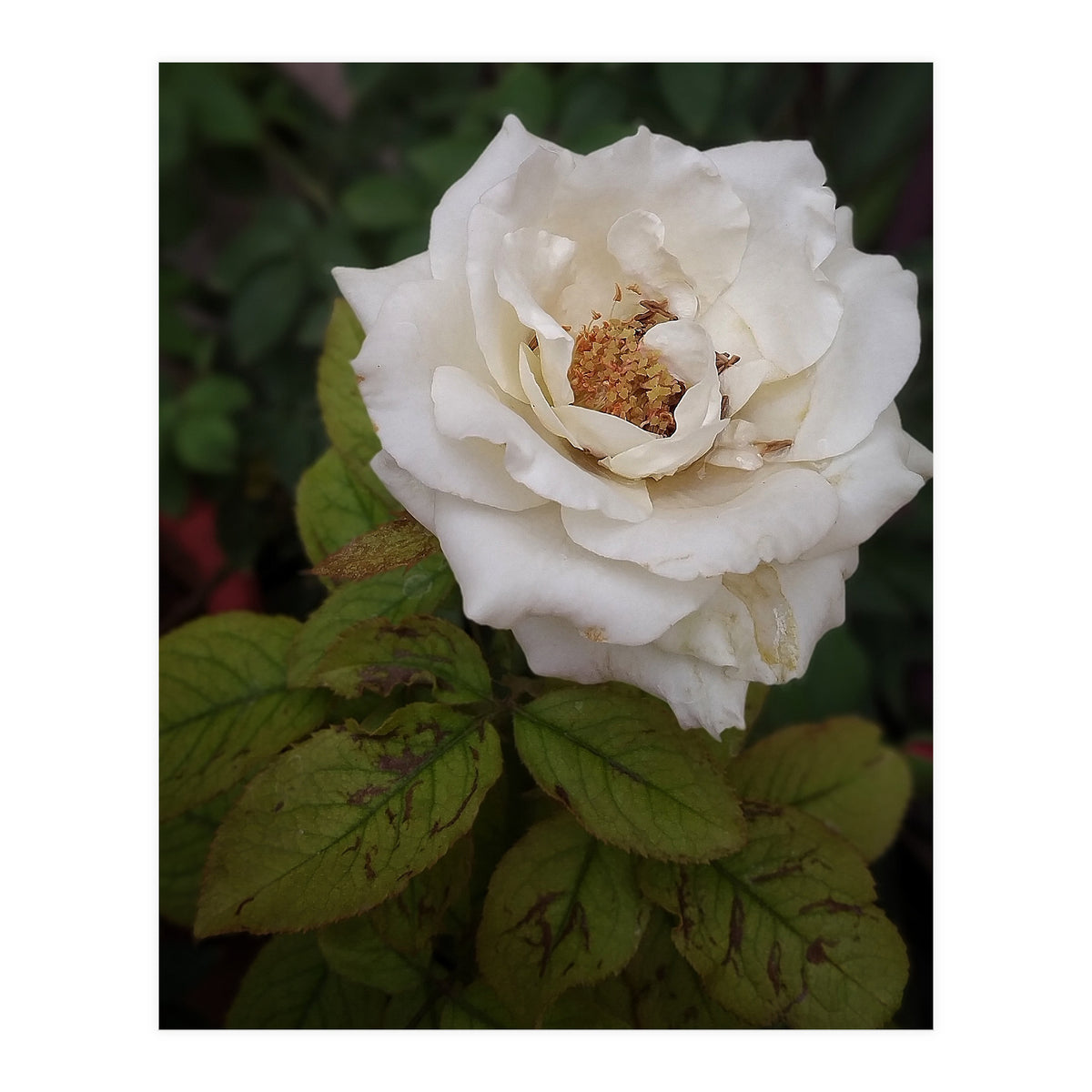 Fabulous White Rose Garden (Print Only)