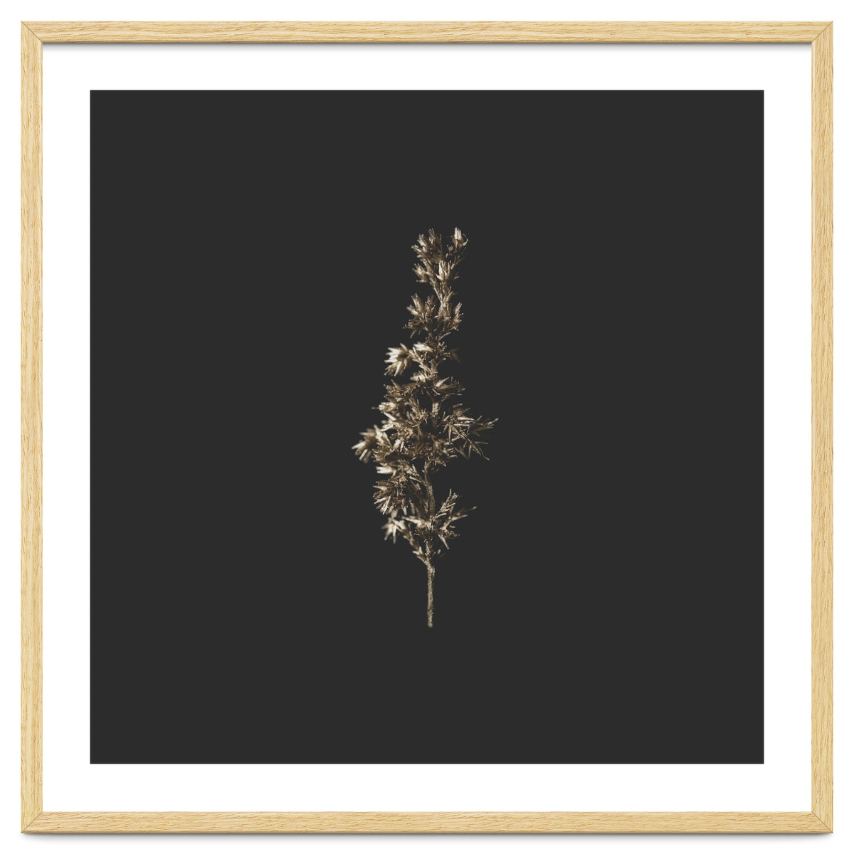 Gold Rush Botanicals - Square