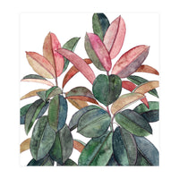 Rubber Plant (Print Only)