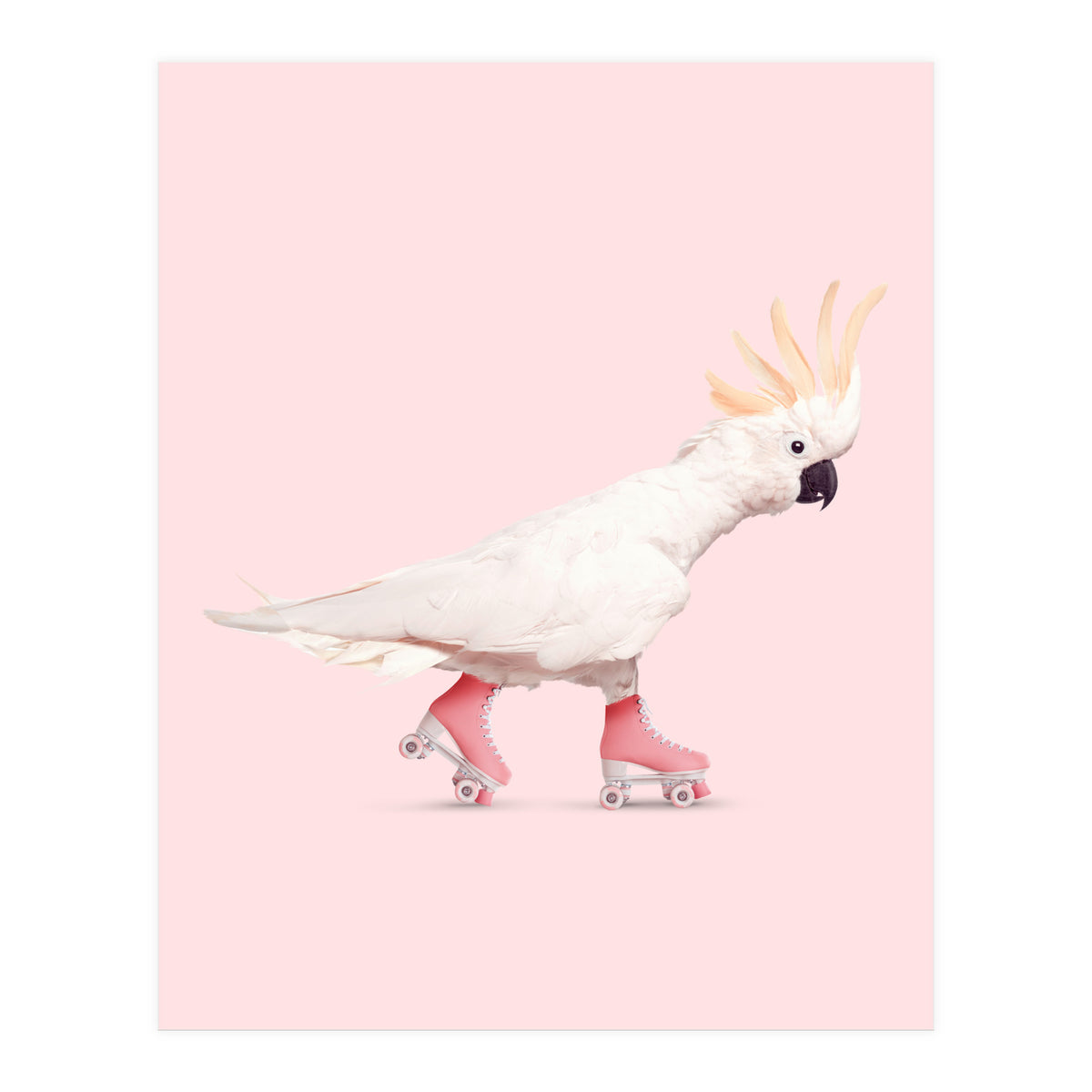 Rollerskating Cockatoo (Print Only)