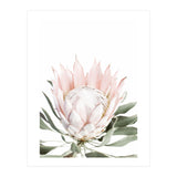 Blush Protea Flower (Print Only) thumbnail