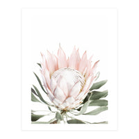 Blush Protea Flower (Print Only)