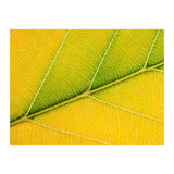 Autumn Leaf (Print Only) thumbnail