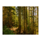 Cascade Trail (Print Only) thumbnail